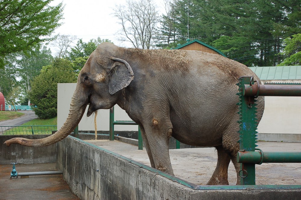 おびひろ動物園特集 動物と言葉と 癒し とかち子育て応援ラボ とかちの子育て世代を応援する Webマガジン