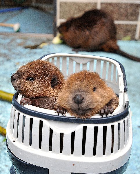 お出かけ 赤ちゃんビーバーすくすく成長 おびひろ動物園 とかち子育て応援ラボ とかちの子育て世代を応援する Webマガジン